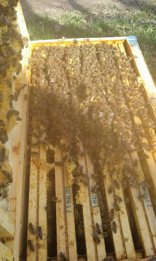 Cadre du mois de mai ouvert avec vue sur les abeilles